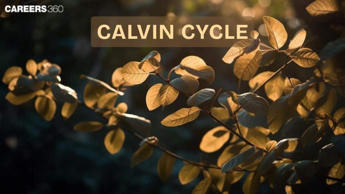 Calvin Cycle Dark Reaction